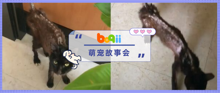 流浪黑猫仅有1.8公斤，饿成「骷髅」令人心疼…几个月后，胖出幸福肥！