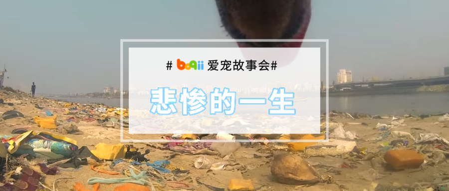 在流浪狗身上装上摄像头，我才知道什么是“活着，就已经拼尽全力”！