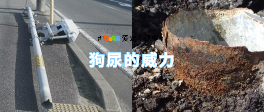 路边的红绿灯突然折断，警方谨慎调查4个月竟发现…是被狗尿断的？？