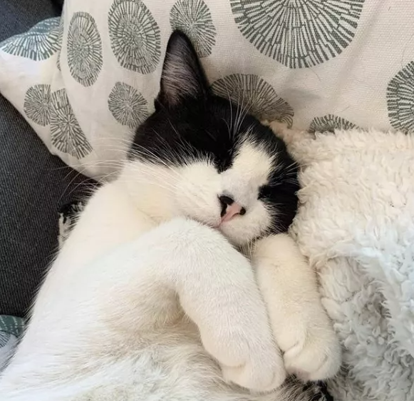 猫咪拿你当父母的几种表现，如果全中，说明它很爱你