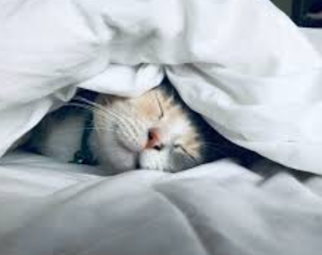 猫咪拿你当父母的几种表现，如果全中，说明它很爱你