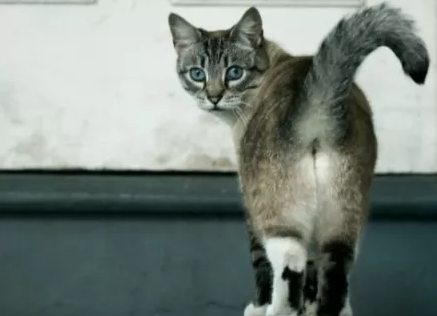 猫咪拿你当父母的几种表现，如果全中，说明它很爱你