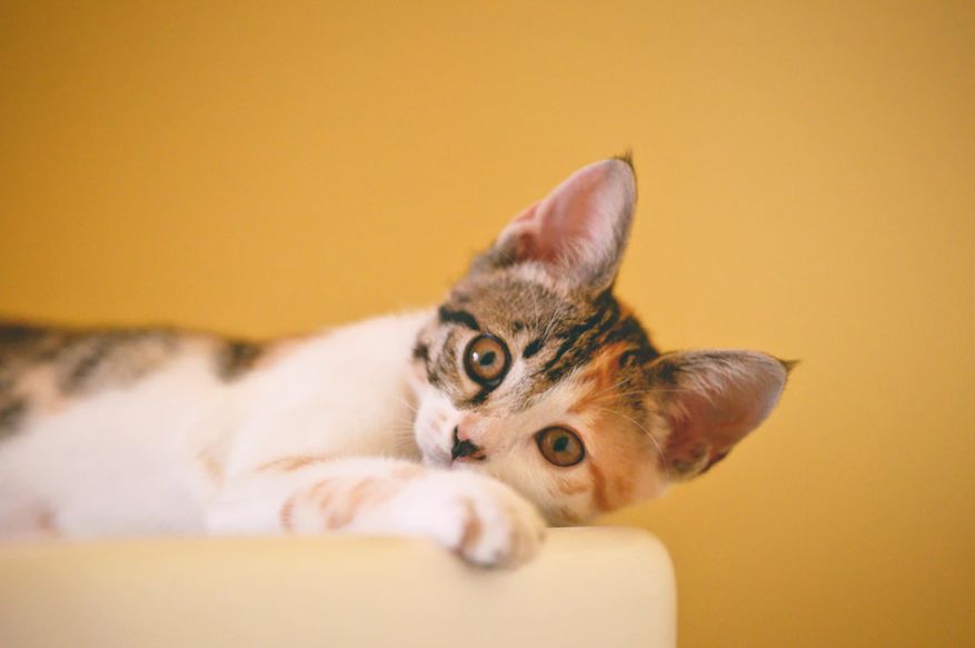 用棉簽清理貓耳朵，反而會加劇感染？！正確的做法是…… 寵物 第2張