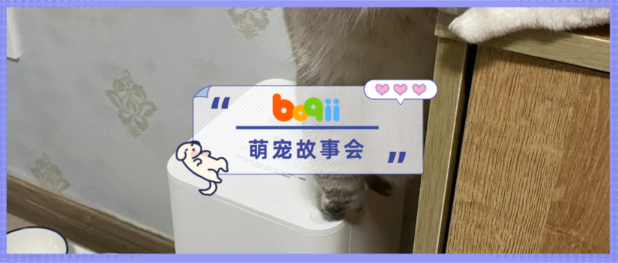 我家猫用自动放粮器，吃上了豪华自助餐...猫：为了吃，我什么都做得出来！