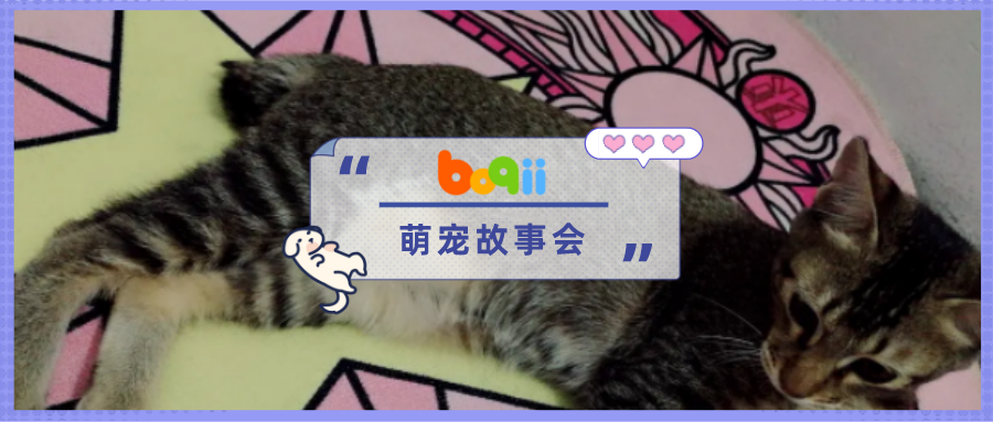 我的猫好像转世回来了