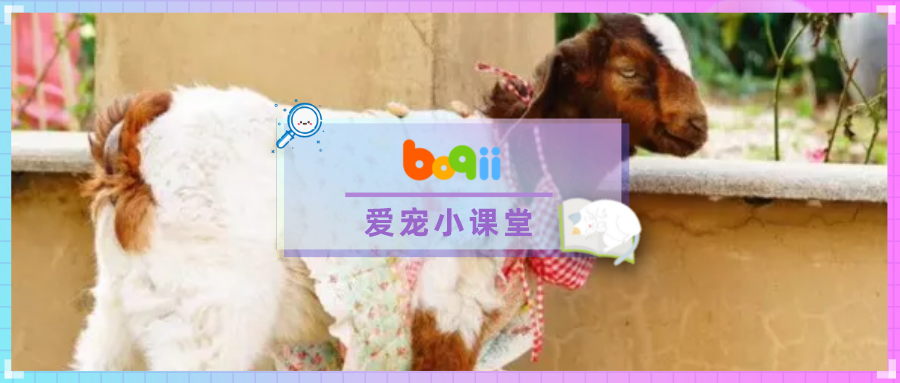 为了独享主人的宠爱，心机狗狗竟然偷偷把小羊拐跑丢掉~