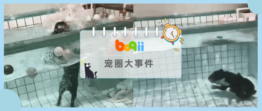 法斗犬泳池内溺亡，主人却在旁笑着拍视频：“你看它都不会游泳哎~”