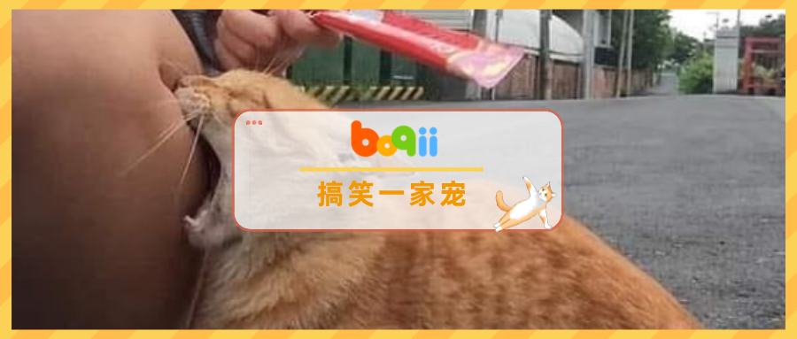 一进浴室被吓到心梗...挂在浴帘杆子上COS蝙蝠，这猫是几个意思？