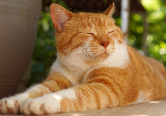 猫有这几种行为说明它在偷偷爱着你 很多人却不知道 柠檬资讯