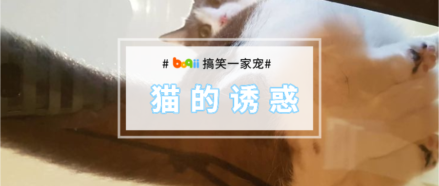 养猫之后，家里千万不要用玻璃桌子！不然就会…天天流鼻血！