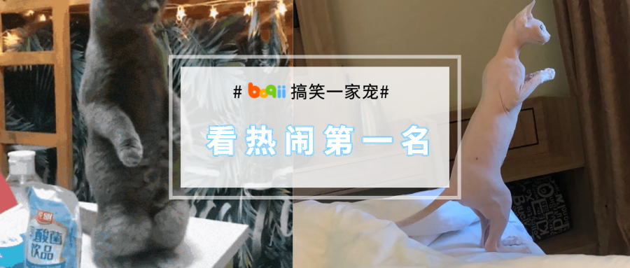 最新蠢猫图鉴！猫：“一听说有热闹看，我嗷的一声就支棱起来了！”