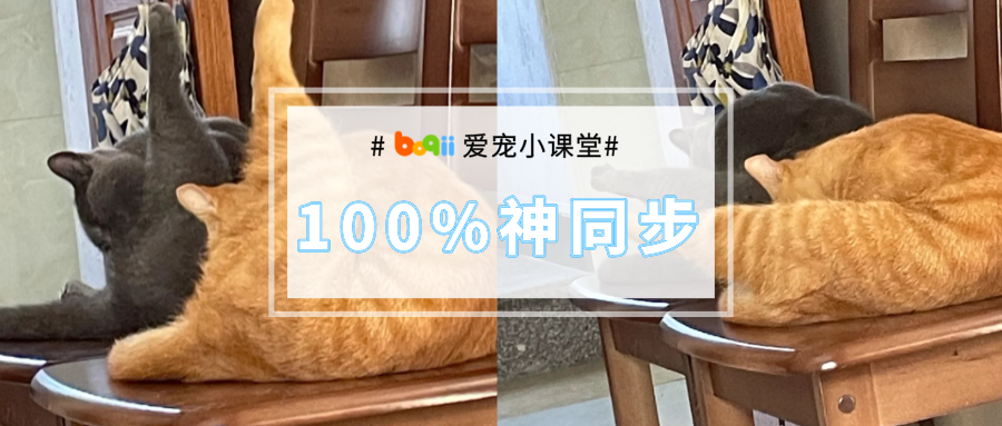 Ctrl C+V！家里的胖猫“神同步”，两条大“鸡腿子”也太太太肥美~