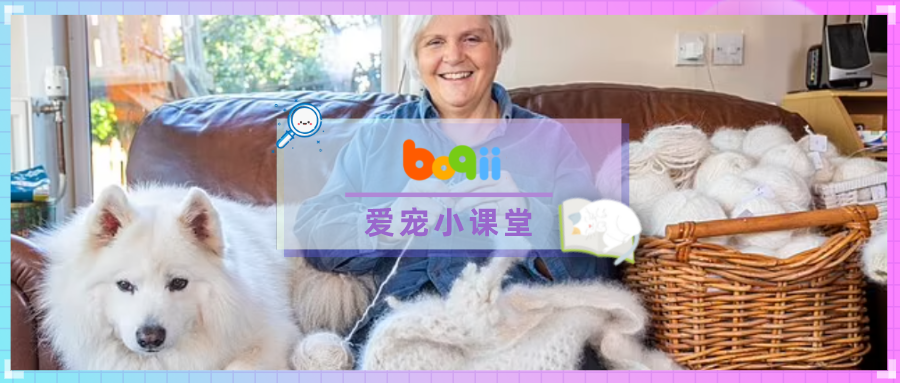 萨摩耶疯狂掉毛，铲屎官突发奇想织成狗毛衣！竟然比羊毛衫还舒服？？