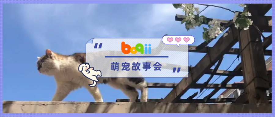 喂了15+年的流浪老猫，终于决定住进我家养老了！