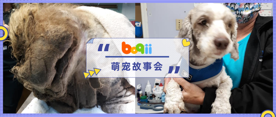 废弃院子惊现“不明毛球”，全身覆盖脏乱盔甲...一个月后，惊艳了所有人！