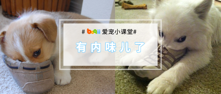 有内味儿了~狗子痴迷于把嘴巴塞进主人的臭鞋里…背后的原因暖心又可爱！