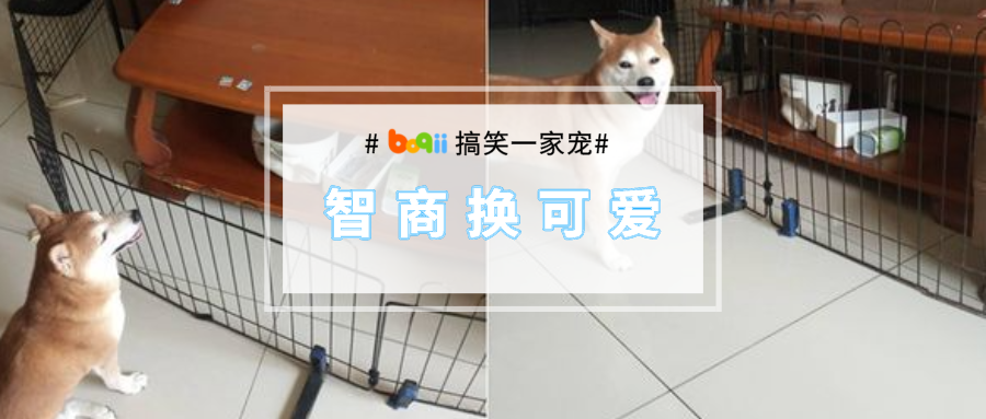 回家不见狗狗迎接？捡屎官惊慌失措，却发现自家柴犬……哈哈哈哈哈！