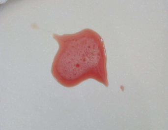 我的猫又吐了7个猫呕吐的常见原因铲屎官都该知道