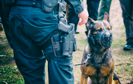 你見過或近距離接觸過警犬嗎?如果有機會,你願意領養退役犬嗎?