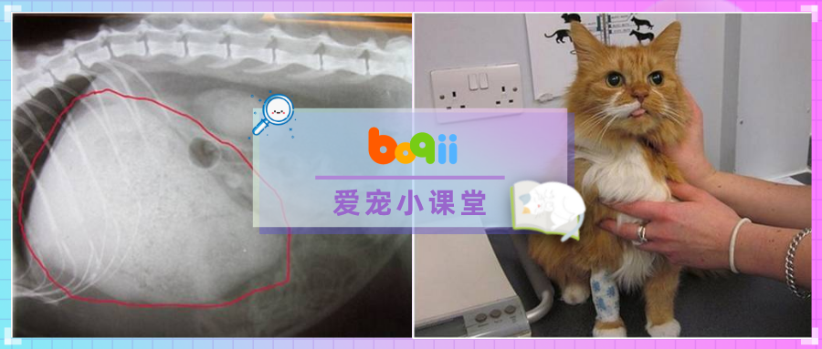 食欲不振、肚子变大？担心母猫怀孕，拍了X光却发现肚中有巨大阴影…