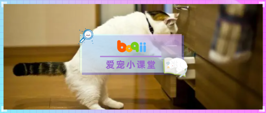 就离谱！我家猫自己开门跑下18楼，还带了只流浪猫回来吃大餐…