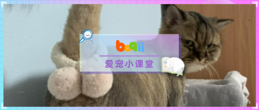 带猫割蛋后，为了不让它自卑，我给它装上了“义肢”…可它却说要杀了我？？