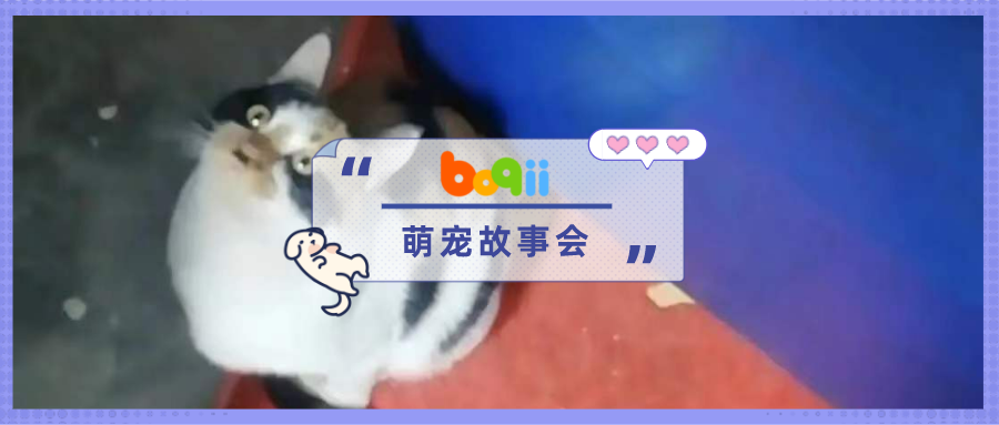 太离谱了！我正在逛街，我妈突然打电话问：“家里怎么有两只猫？”...啥？？！