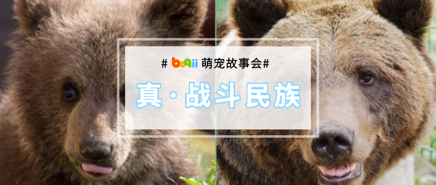 亲手养大的熊baby差点被坏人骗走虐死，硬汉飞行员气到哭：把我的宝贝还给我！