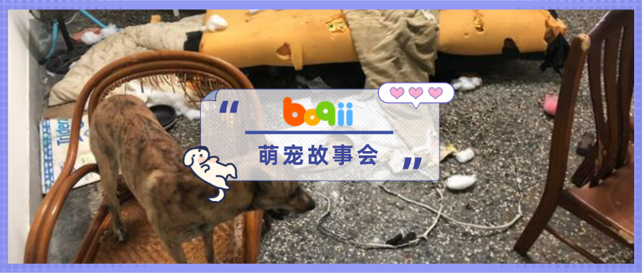 主人崩溃：“1年前收留了被大狗群殴的你，现在你连拆4张沙发报答我？！”