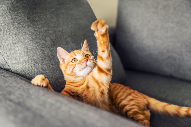 我从来没想到 养狗竟然是为了这一天 柠檬资讯