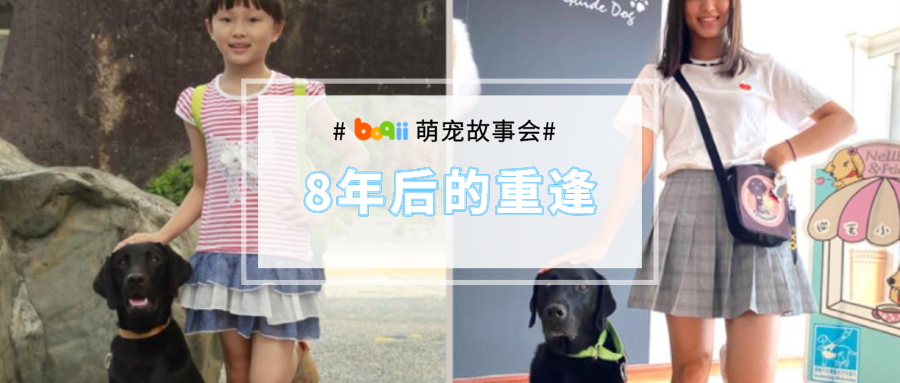 太好哭！！导盲犬退役后重返寄养家庭，主人：我们等它回家已经8年了！