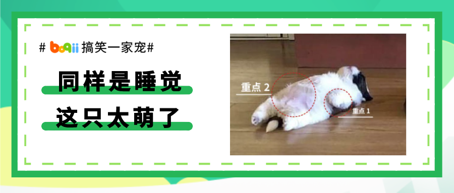 不努力的“躺平”狗狗竟能捕获10万网友芳心，甚至接代言、出周边？太犯规了8！