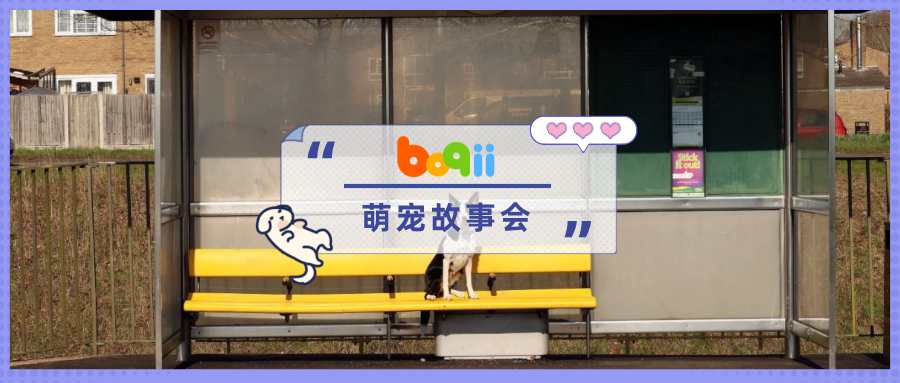 憨憨边牧狂追鹅群和主人走丢，步行4公里找到车站「自行乘车回家」