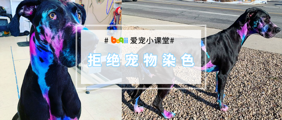 狗子染了一身“星空色”毛发，只因铲屎官认为“这样它会更自信”？什么鬼话！