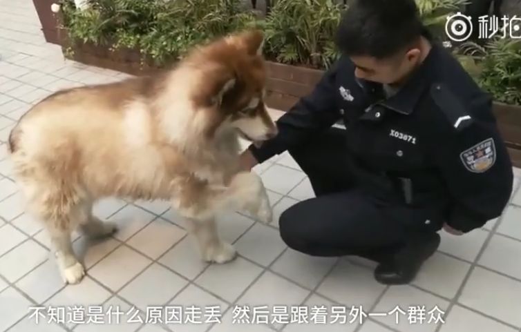 金毛冒充「警犬」騙吃騙喝，阿拉斯加把警局都要吃垮了！警察叔叔：有點崩潰…… 寵物 第10張