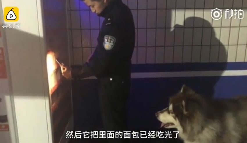 金毛冒充「警犬」騙吃騙喝，阿拉斯加把警局都要吃垮了！警察叔叔：有點崩潰…… 寵物 第11張