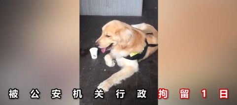 金毛冒充「警犬」騙吃騙喝，阿拉斯加把警局都要吃垮了！警察叔叔：有點崩潰…… 寵物 第5張