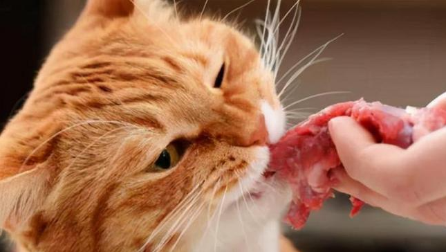 女朋友要求丢掉养了3年的猫,只因猫天生吃肉?!小哥怒而分手:想都别想!-微信头条网 女朋友要求丢掉养了3年的猫,只因猫天生吃肉?!小哥怒而分手:想都别想!