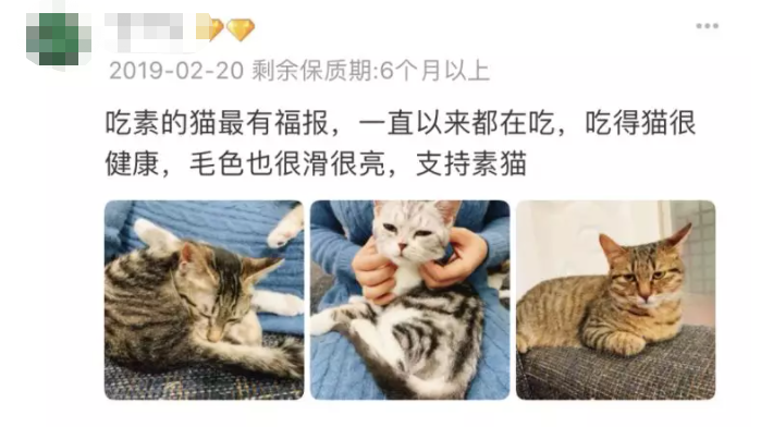 女朋友要求丢掉养了3年的猫,只因猫天生吃肉?!小哥怒而分手:想都别想!-微信头条网 女朋友要求丢掉养了3年的猫,只因猫天生吃肉?!小哥怒而分手:想都别想!