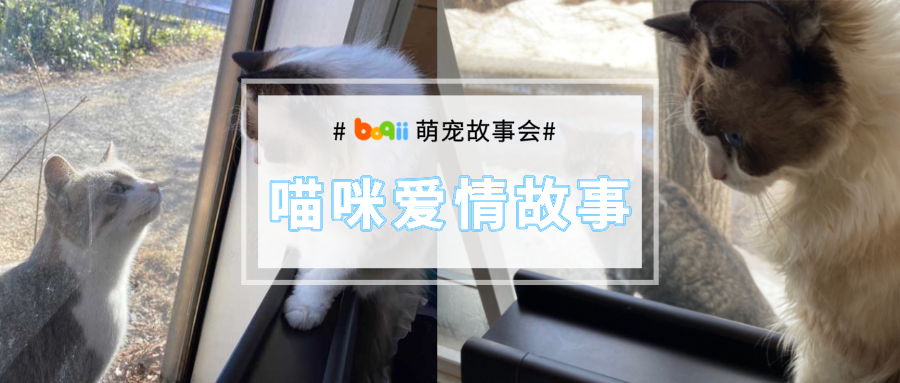 从秋天到冬天...猫咪每天爬树扒窗只为看一眼心爱的布偶猫，甜甜的感情我酸了呀！