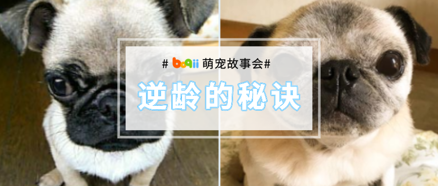 越活越年轻！15岁巴哥逆龄生长，满脸的褶子竟然全没了！