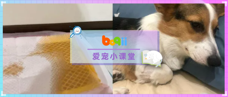 狗狗趁人不备啃碎遥控器，结果重金属中毒、全身麻痹、差点瘫痪…