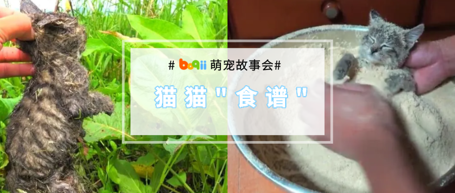 “把小奶猫裹上面包糠，炸至金黄…隔壁小孩都馋哭了…”哈哈哈哈哈！