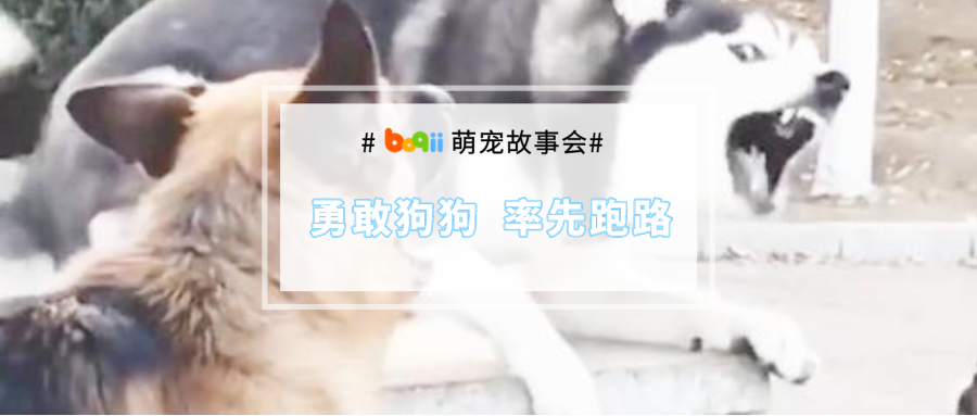 我当着狗子的面被坏人抓走，它...它竟然追着鸟群玩到忘我？！