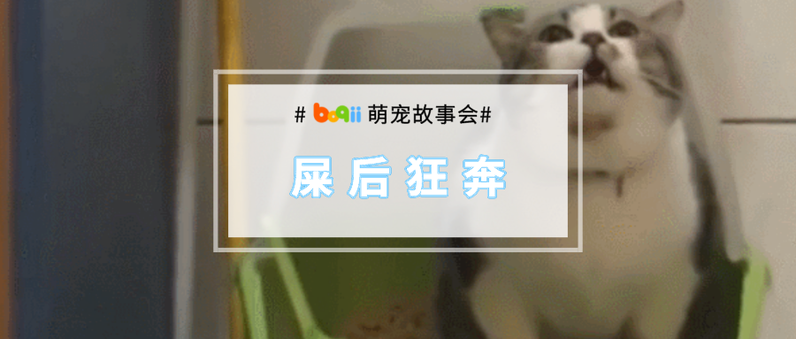 我家猫有“拉屎牛逼症”，拉完一定满屋狂奔嗷嗷叫，招呼全家去围观...
