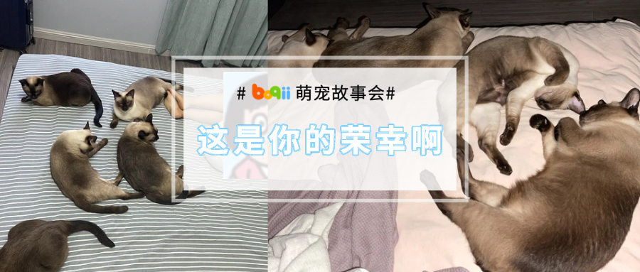自从养了5只猫，从此睡觉只能打地铺...猫咪为啥都爱跟铲屎官抢床啊！