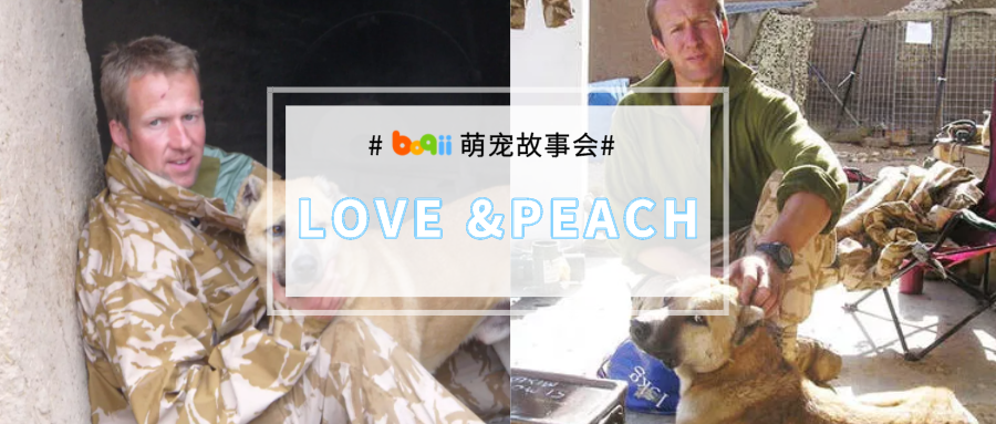 愿世界和平！战火纷飞20年的阿富汗，他拯救了上千条流浪狗狗的生命！