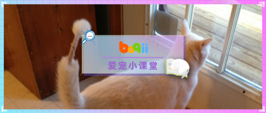 我家猫跟自己的尾巴大战三百回合，结果…...一败涂地！