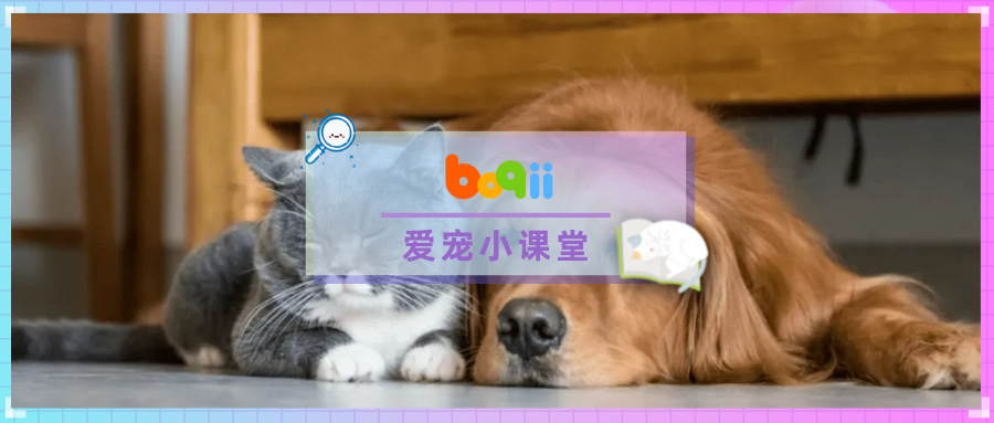 凌晨3点，大白通知我，小区被封了… | 《养宠家庭疫情隔离指南》