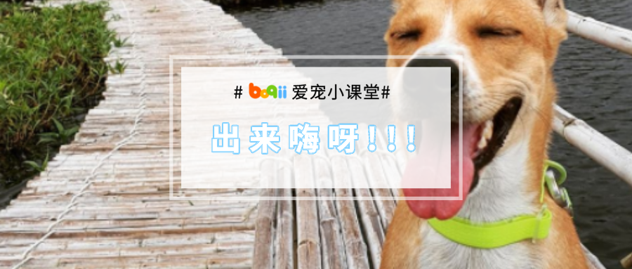 二狗：我酸了！别家狗都出去自驾游了，我妈竟然带我宅家躺7天......